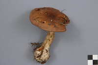 Cortinarius scaurus image